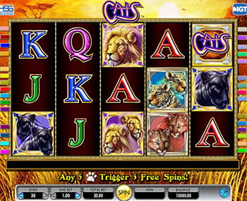 Cats Video Slot